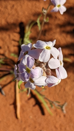 Blennodia pterosperma, 2022-07-10