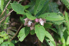 Clerodendrum fortunatum