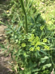 Tordylieae
