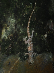 Hemidactylus garnotii