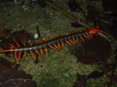 Scolopendra multidens