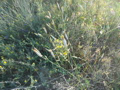 Dianthus lanceolatus