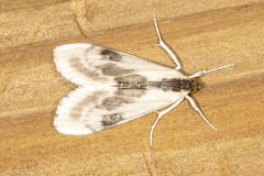 Cliniodes ostreonalis
