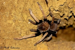 Proshapalopus multicuspidatus