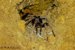 Proshapalopus multicuspidatus