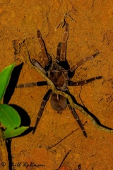 Proshapalopus multicuspidatus