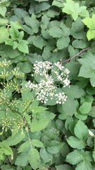 Aegopodium podagraria