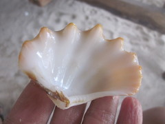 Tridacna crocea