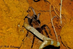 Proshapalopus multicuspidatus