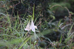 Lilium brownii