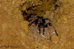 Proshapalopus multicuspidatus