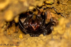 Proshapalopus multicuspidatus