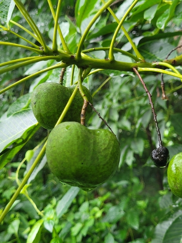 Image of Hevea brasiliensis by (c) Roland Godon, some rights reserved (CC BY)