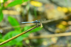 Orthetrum poecilops