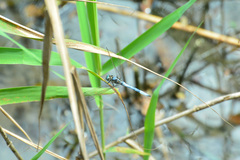Orthetrum poecilops