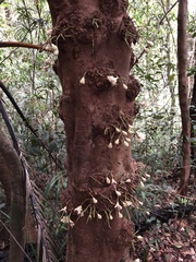 Syzygium cormiflorum