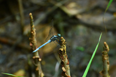 Orthetrum poecilops