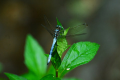 Orthetrum poecilops