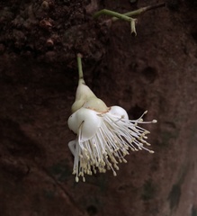 Syzygium cormiflorum