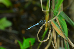 Orthetrum poecilops