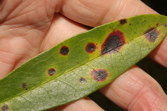 Chuppomyces handelii