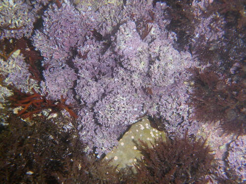 Mastophora rosea observed 2022-06-19