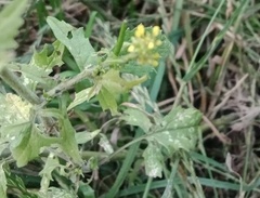 Sisymbrium officinale