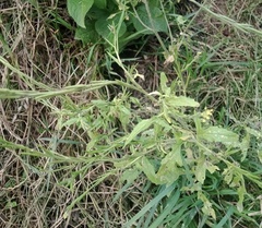 Sisymbrium officinale