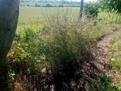 Sisymbrium officinale