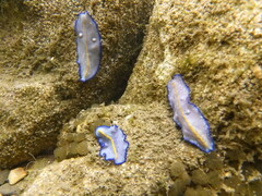 Pseudoceros galatheensis