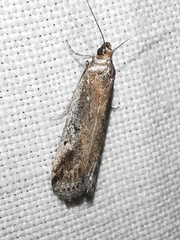 Euzophera cinerosella