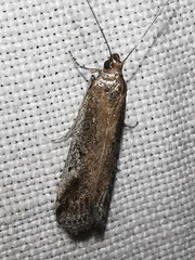 Euzophera cinerosella