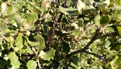 Ephippiger diurnus diurnus