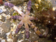 Ophidiaster cribrarius