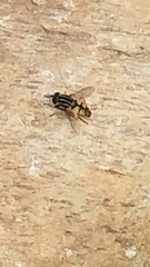Helophilus pendulus