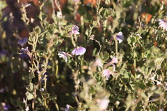 Scaevola parvibarbata