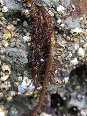 Cumagloia andersonii