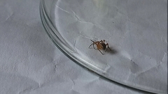 Araneidae