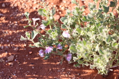 Scaevola parvibarbata