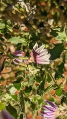 Scaevola parvibarbata