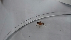 Araneidae