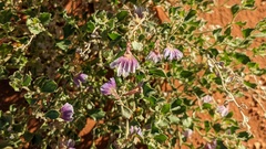 Scaevola parvibarbata