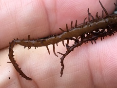 Cumagloia andersonii