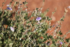 Scaevola parvibarbata