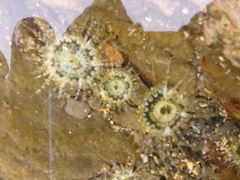 Anthopleura handi
