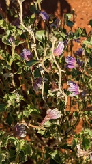 Scaevola parvibarbata
