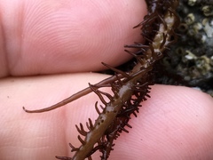 Cumagloia andersonii