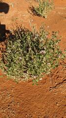 Scaevola parvibarbata