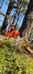 Crocosmia aurea