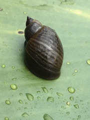 Ladislavella catascopium